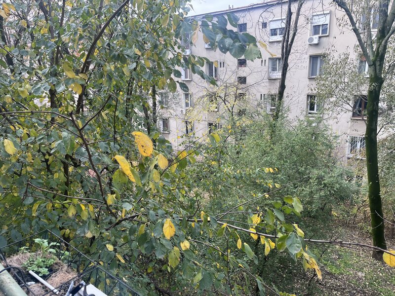 Floreasca, Compozitori,